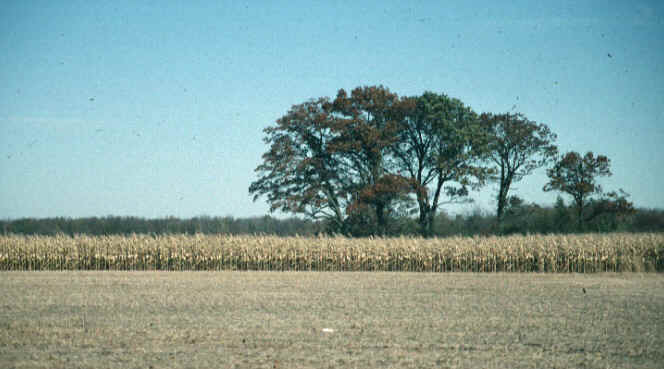 corn_pr_soils_oak.JPG (88461 bytes)