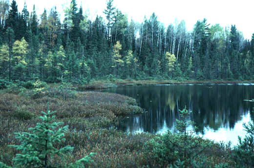 fringing-spaghnum-bog.jpg (259124 bytes)