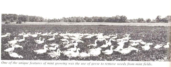geese.jpg (45592 bytes)