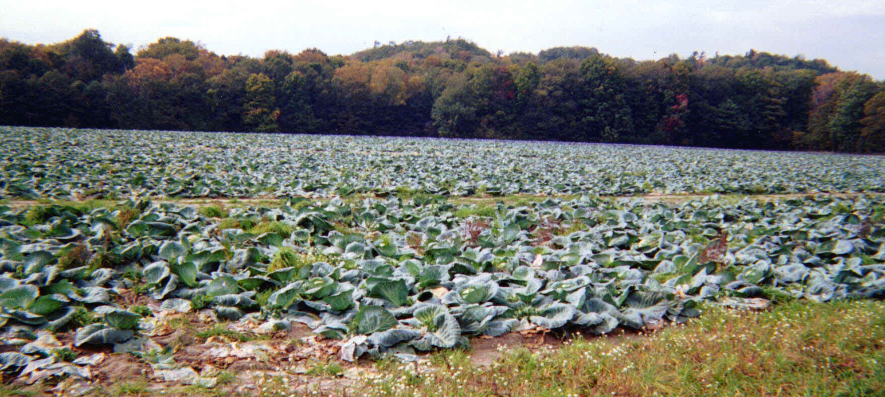 harvestedcabbage.jpeg (350427 bytes)