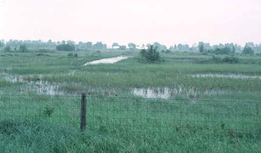 houghton-lake-flats-swamp.jpg (72900 bytes)
