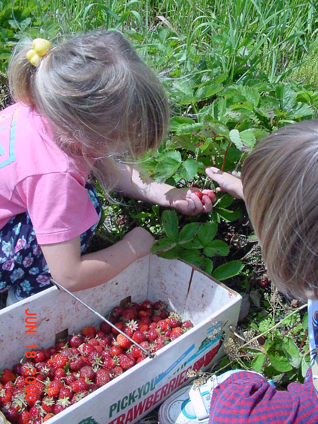 kids-and-berries.jpg (270413 bytes)