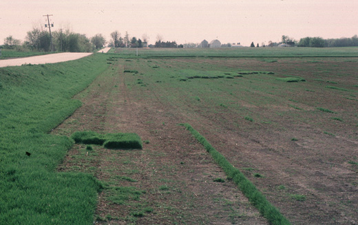 lowering-field-at-sod-farm.jpg (84793 bytes)