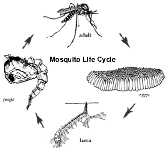 moscycle.gif (23181 bytes)