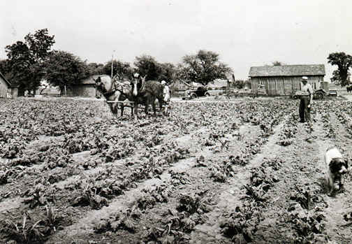 sugarbeets-1939.jpeg (35918 bytes)