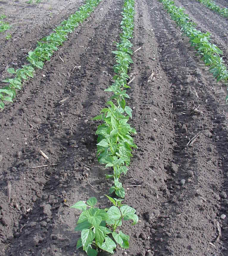 youngsoybeans.jpg (139160 bytes)