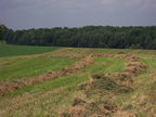 Hay in rows