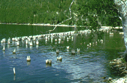 photo used by permission of Dr. Jon Bryan Burley, copyright 1987