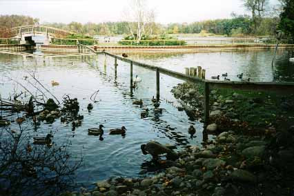 Kellogg Bird Sanctuary: photo by Alice Gillespie